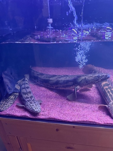 タンガニーカコンギクス