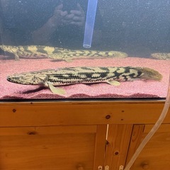 タンガニーカコンギクスの画像