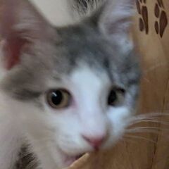 元気いっぱい子猫３兄妹　この子は女の子です