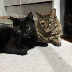 友達ってどうやったらできますか？
