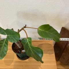 観葉植物アフリカンプリンスT-03の画像