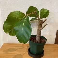観葉植物アフリカンプリンスT-03の画像