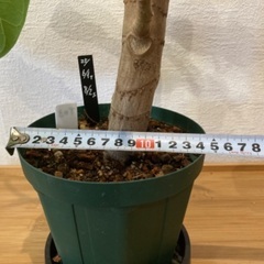 観葉植物アフリカンプリンスT-03の画像