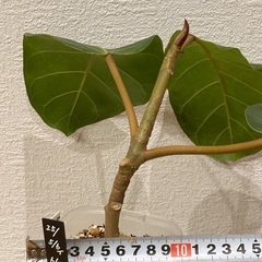 観葉植物アフリカンプリンスT-05の画像