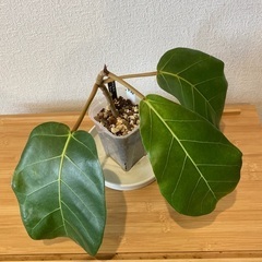 観葉植物アフリカンプリンスT-05の画像