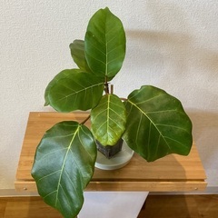 観葉植物アフリカンプリンスT-06の画像