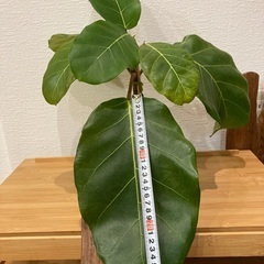 観葉植物アフリカンプリンスT-06の画像