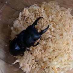 天然クワガタの画像