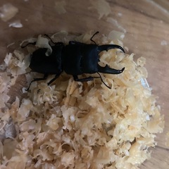 天然クワガタの画像