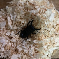 天然クワガタの画像