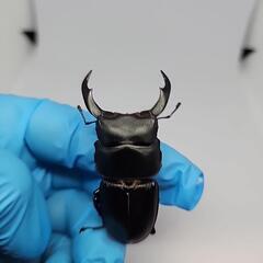 シェンクリングオオクワガタ♂️60mm♀️フリーB品　ペアの画像