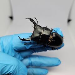 シェンクリングオオクワガタ♂️60mm♀️フリーB品　ペアの画像