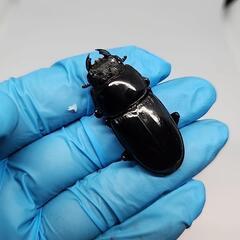 シェンクリングオオクワガタ♂️60mm♀️フリーB品　ペアの画像