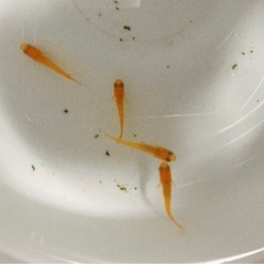 メダカ無人販売の画像