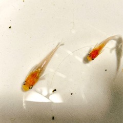 メダカ無人販売の画像