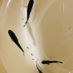 メダカ無人販売の画像