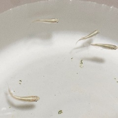 メダカ無人販売の画像