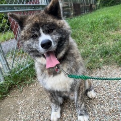 優しい性格の秋田犬（3歳・オス）新しい家族を探しています