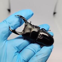 シェンクリングオオクワガタ♂️66mmA品♀️フリーサイズペアの画像