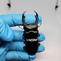 シェンクリングオオクワガタ♂️77mm♀️フリーサイズペアの画像