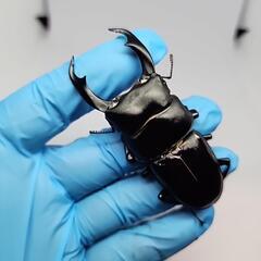 シェンクリングオオクワガタ♂️77mm♀️フリーサイズペアの画像