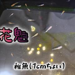 【お盆休み限定セール②】ピンクサファイア、深海、花魁めだかの針子～稚魚  20匹の画像
