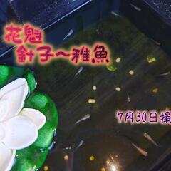 【お盆休み限定セール②】ピンクサファイア、深海、花魁めだかの針子～稚魚  20匹の画像
