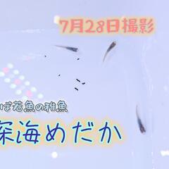 【お盆休み限定セール②】ピンクサファイア、深海、花魁めだかの針子～稚魚  20匹の画像