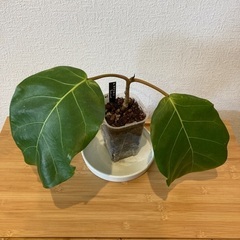 観葉植物アフリカンプリンスW-01の画像