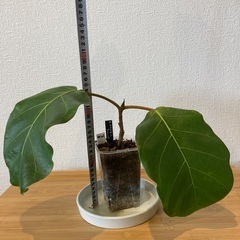 観葉植物アフリカンプリンスW-01の画像
