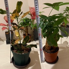 観葉植物5鉢セット お譲りしますの画像