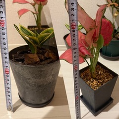 観葉植物5鉢セット お譲りしますの画像