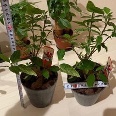 観葉植物5鉢セット お譲りしますの画像