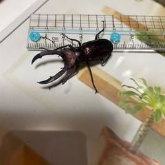 メタリフェルホソアカパープル♂の画像