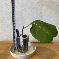 観葉植物アフリカンプリンスW-02の画像