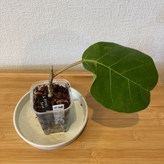 観葉植物アフリカンプリンスW-02の画像