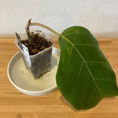 観葉植物アフリカンプリンスW-03の画像