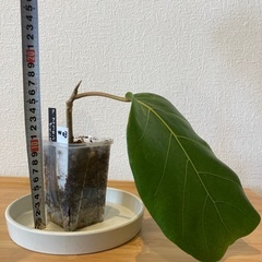 観葉植物アフリカンプリンスW-03の画像