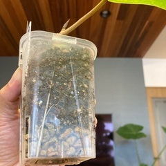 観葉植物アフリカンプリンスW-03の画像