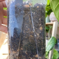 観葉植物アフリカンプリンスT-05の画像