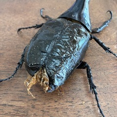 ヘラクレスオオカブト　130㎜　Ｂ品の画像