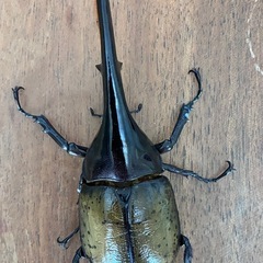 ヘラクレスオオカブト♂141㎜　希望者には♀おまけの画像