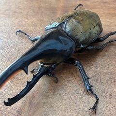 ヘラクレスオオカブト♂141㎜　希望者には♀おまけの画像