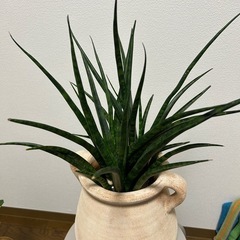観葉植物　サンセベリアの画像