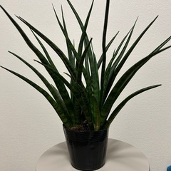 観葉植物　サンセベリアの画像