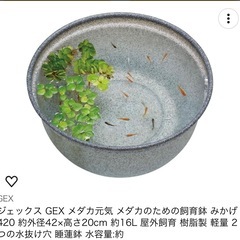 メダカ鉢の画像