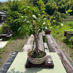 86歳の祖父👴の盆栽🪴お譲りします🙇‍♀️✨✨　の画像