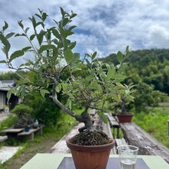 86歳の祖父👴の盆栽🪴お譲りします🙇‍♀️✨✨　の画像