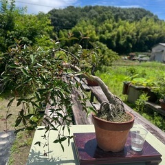 86歳の祖父👴の盆栽🪴お譲りします🙇‍♀️✨✨　の画像