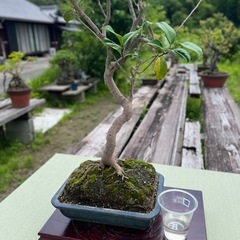 86歳の祖父👴の盆栽🪴お譲りします🙇‍♀️✨✨　の画像